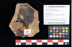 Foto (Objekt + Etikett) von Rhytisma pythii Ettingshausen (NHMW-GEO-2024-0188-0081)